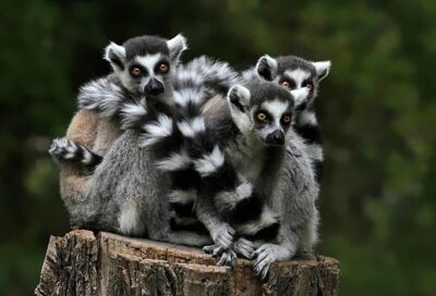 Bild für "Lemuren ab 12 jährig"